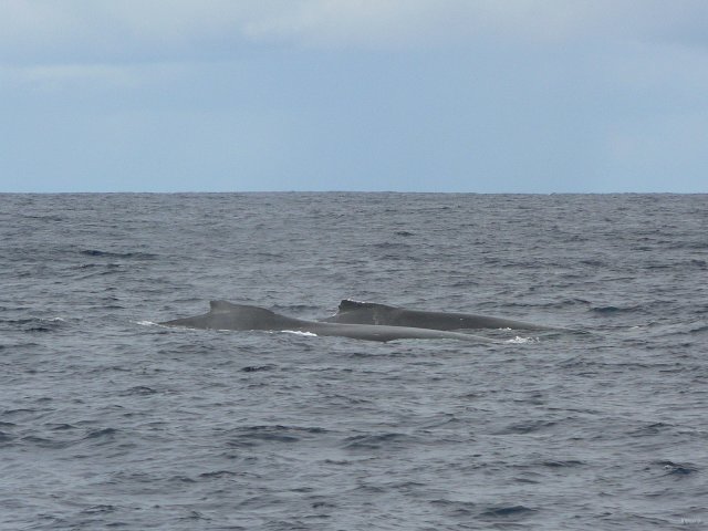 05- Baleines, groupe 2, en mer, sud du lagon 
